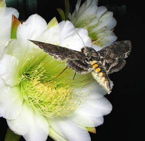 Given the opportunity, tomato hornworms transform into beautiful five-spotted hawkmoths.